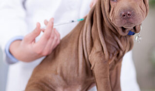 Vaccinations for pets available in Tampa FL