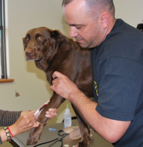 Blood tests for pets available in South Tampa FL