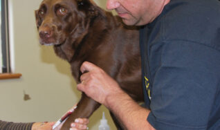 south tampa dog getting a blood test