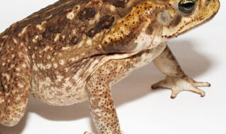 deadly cane toad to keep away from your pets