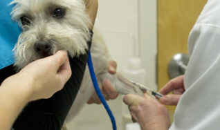 blood testing from vet in south tampa