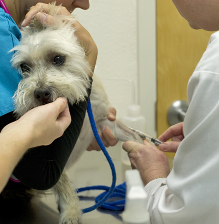 blood testing from vet in south tampa