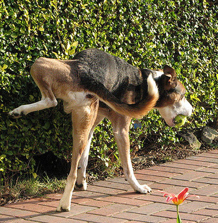 Check Your Pets Urine Expert Vet Inspections In South Tampa