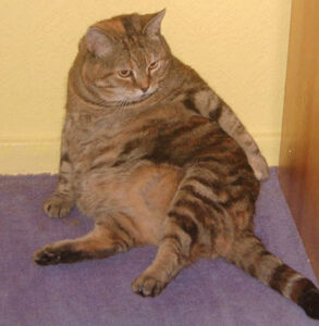 Learn how to help your overweight pet in Tampa FL