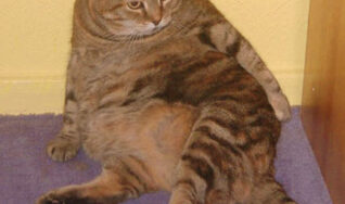 overweight cat at south tampa vet