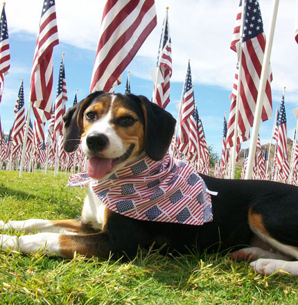 4th of july puppy safety