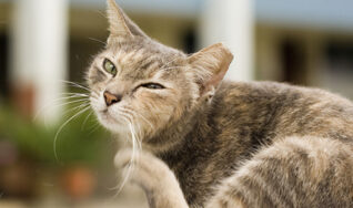 our vets can help your pet with any disease in south tampa