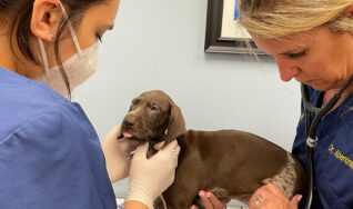 Pet examinations available in South Tampa FL