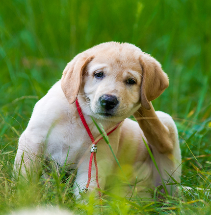 south tampa vet dog scratching for fleas