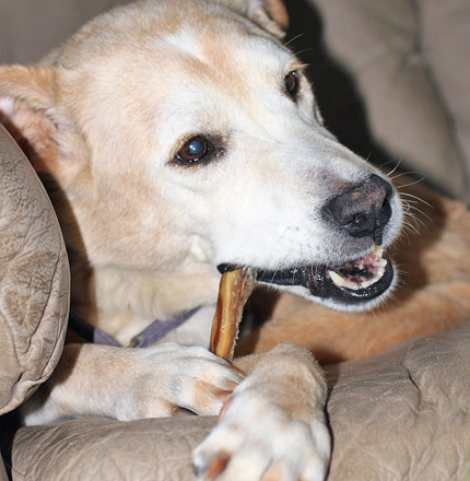 healthy dog bones and treats to chew on