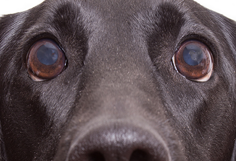 cloudy dog eyes at south tampa veterinary hospital