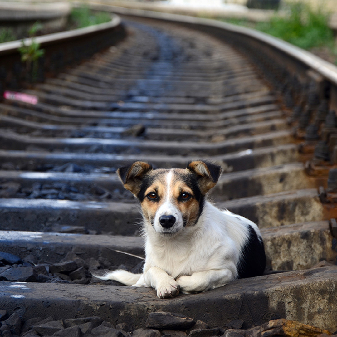 Never lose your dog with a microchip in South Tampa FL