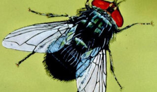 what is a screwworm and how to prevent it in your pets