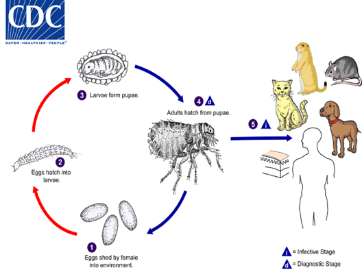 flea prevention in tampa fl