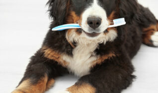 dogs dental cleaning