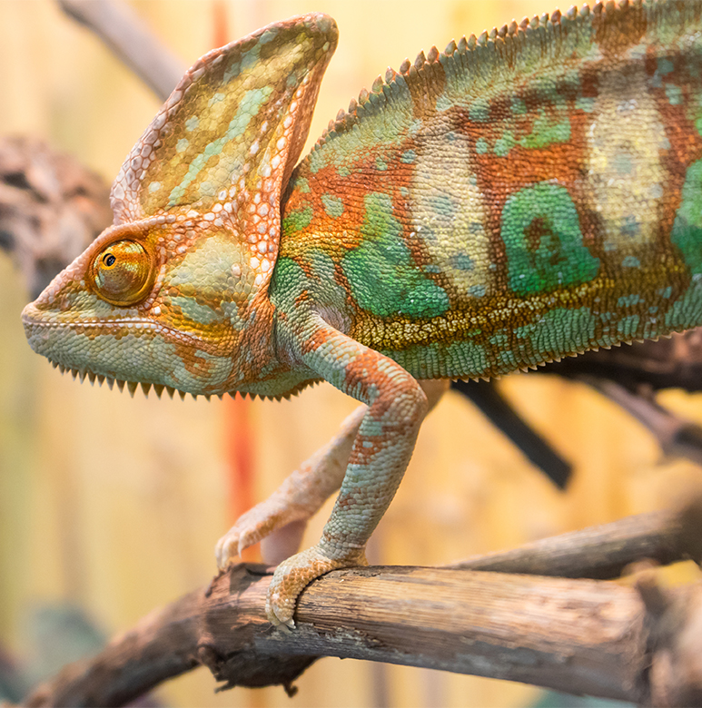Reptile treatment by veterinarians in South Tampa FL