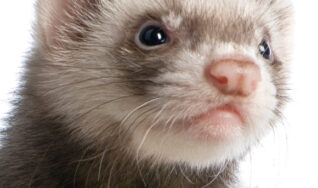 Veterinarians that will take care of ferrets in Tampa FL