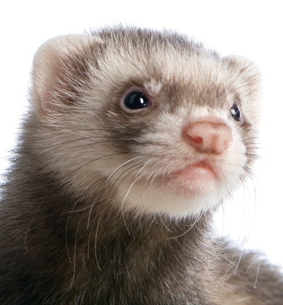 Veterinarians that will take care of ferrets in Tampa FL