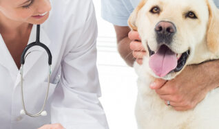 Nail trimming for pets available in South Tampa FL