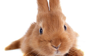 Professional rabbit care in South Tampa FL