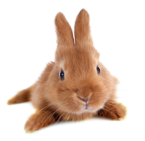 Professional rabbit care in South Tampa FL