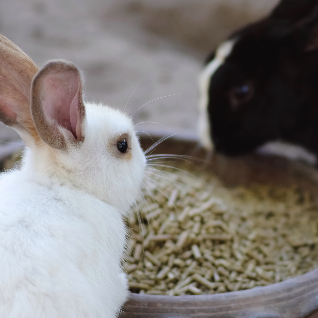 Professional care for rabbits and other pets in South Tampa FL