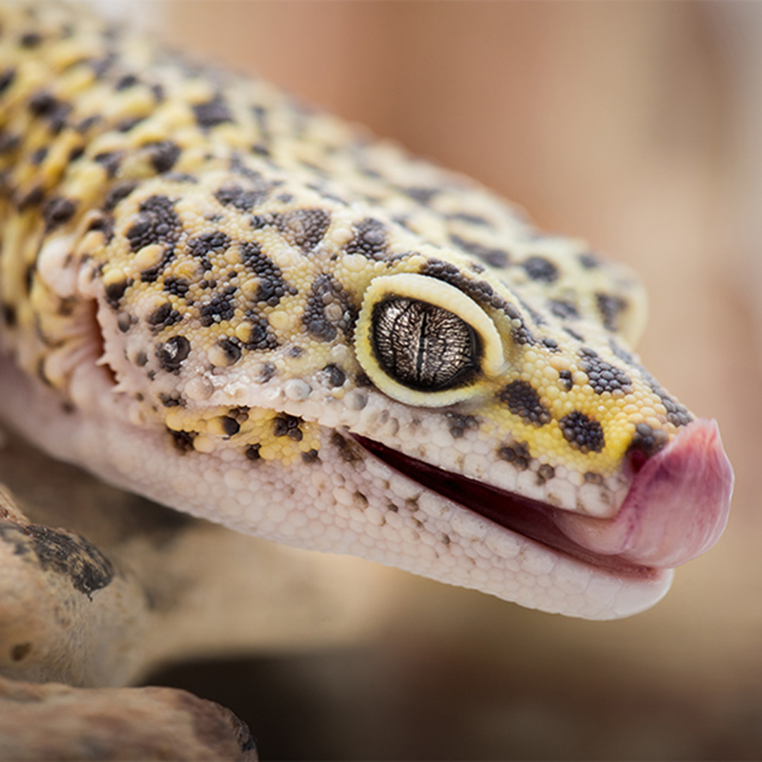 Lizard care in South Tampa FL