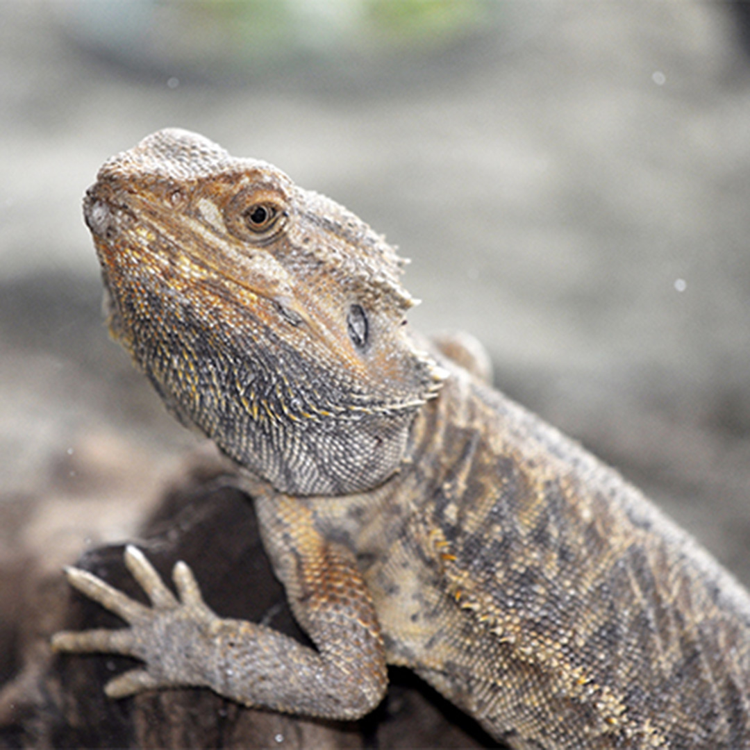 Professional lizard treatment in Tampa FL