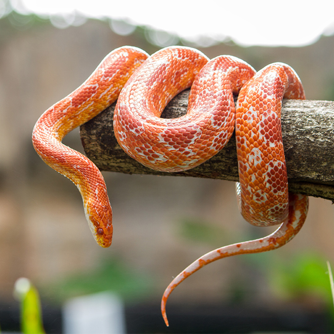 Snake & other reptile treatment in South Tampa FL