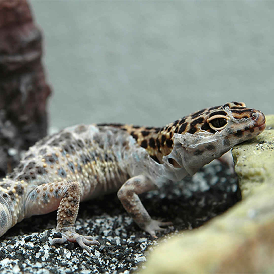 Veterinarians that take care of lizards and other reptiles in South Tampa FL
