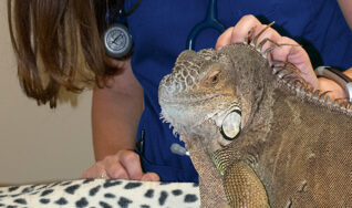 Vet services for iguanas in South Tampa FL