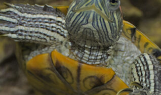 Veterinarian care for turtles available in Tampa FL