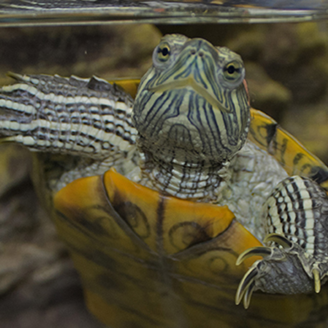 Veterinarian care for turtles available in Tampa FL