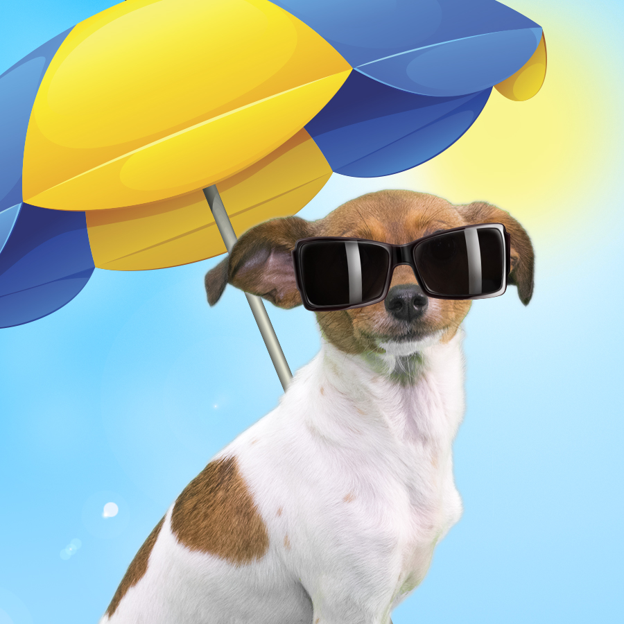 Dog ate sunscreen hotsell