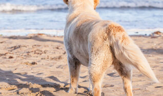 Keep your dogs healthy in Tampa FL