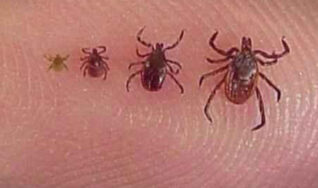 Tick prevention in Tampa FL