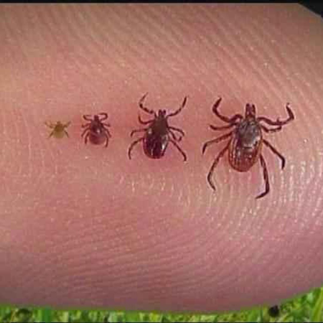 Tick prevention in Tampa FL