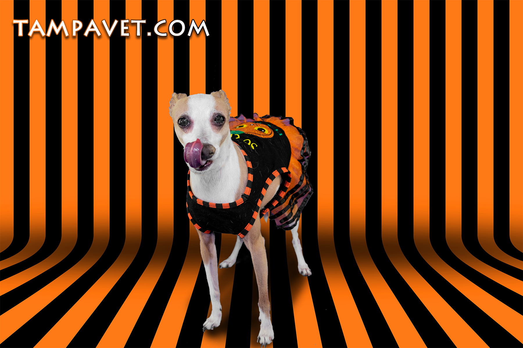 Stripe room in black and orange design for Halloween card background.