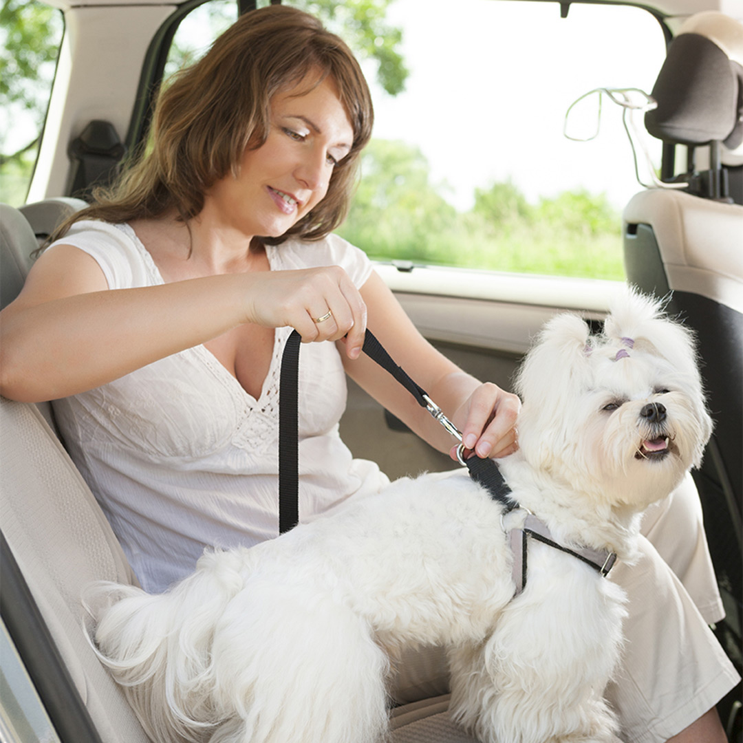 Keeping your dog safe in Tampa FL