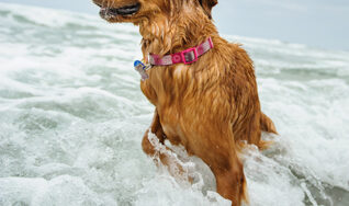 Pet safety and care in Tampa FL