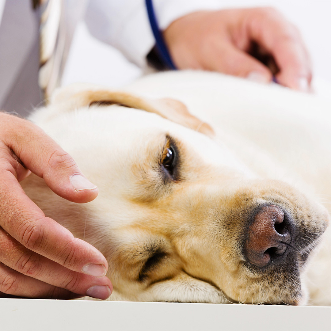 Advanced dog treatment available in South Tampa FL