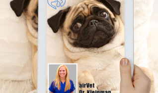 Online vet visits available in South Tampa FL