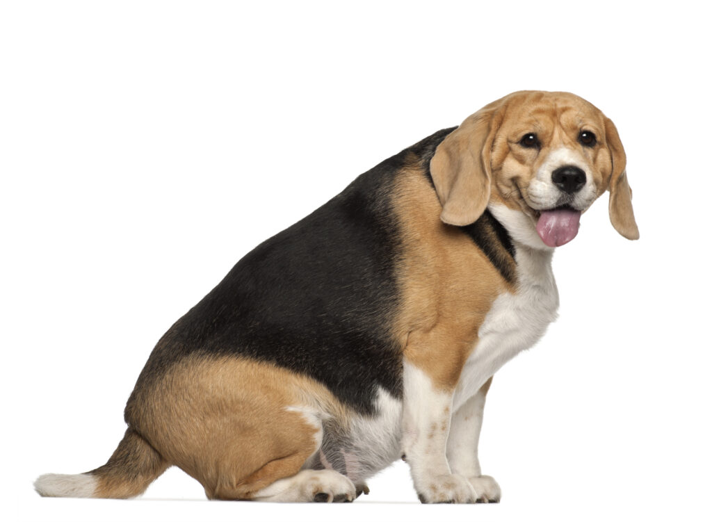 Overweight pet treatment available in South Tampa FL