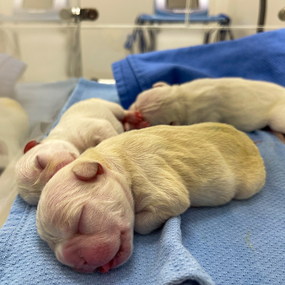 Professional pet breeding in Tampa FL