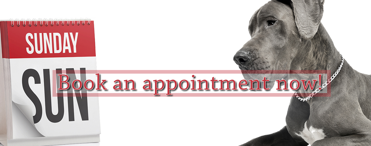 Professional Quality Care For Your Pets Expert Veterinarians