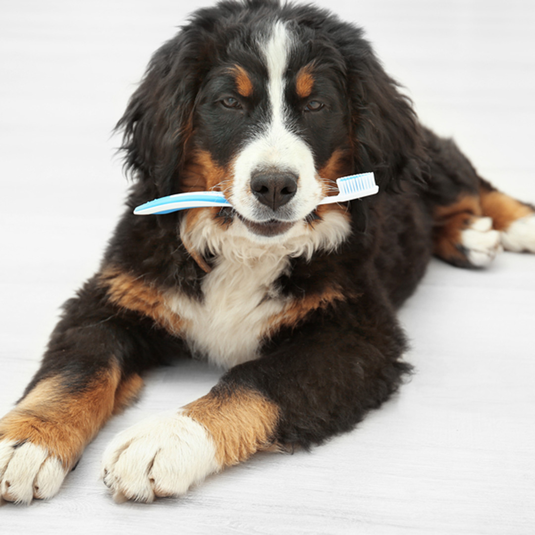 Professional pet dental care in South Tampa FL