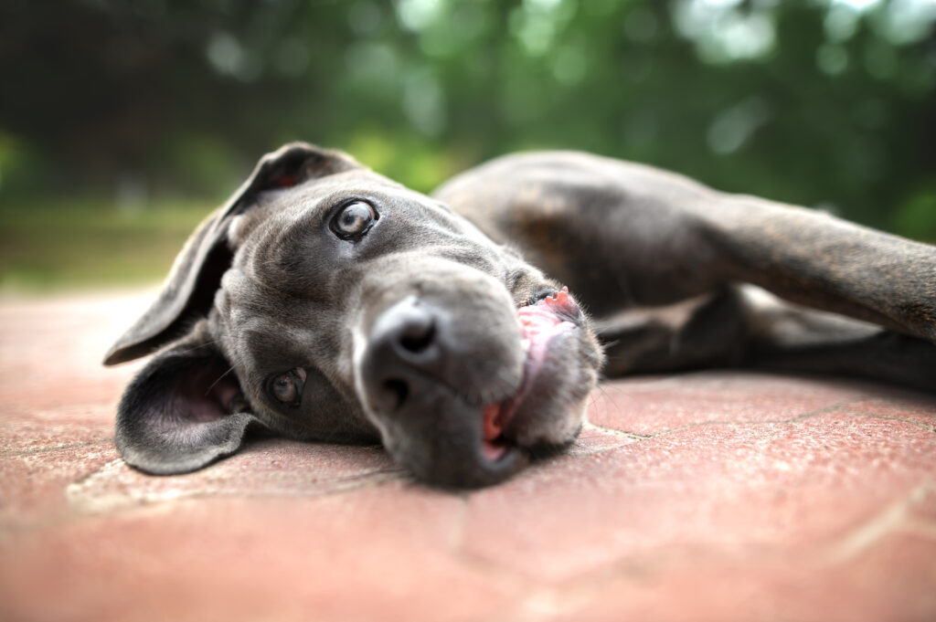 Dog suffering from possible signs of heat exhaustion